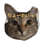 pippi   cute cat