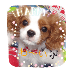 キャバリア赤ちゃん犬part2 Line スタンプ Line Store キャバリア赤ちゃん犬part2 Line スタンプ Line Store