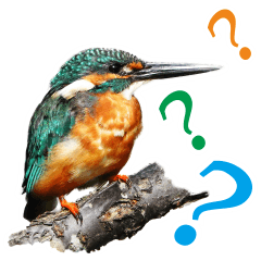Taiwan bird_kingfisher