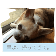 Matsuko the Chihuahua