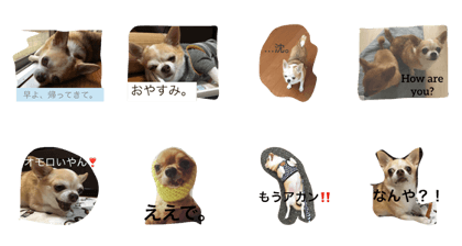 Matsuko the Chihuahua