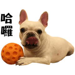 我是法鬥壞壞fit胖妹妹