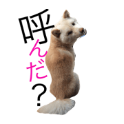 kocchan  LIFE