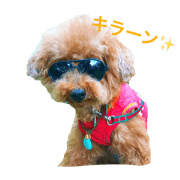 poodle.Jill8