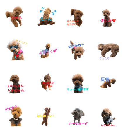 poodle.Jill8