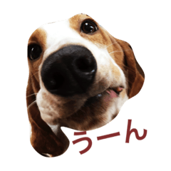 ["BASSETHOUND "Koma""]