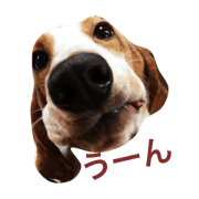 BASSETHOUND "Koma"