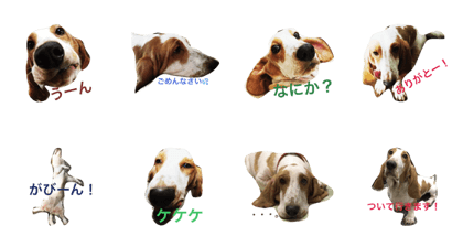 BASSETHOUND "Koma"