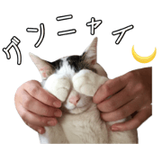 3cat and 3dog