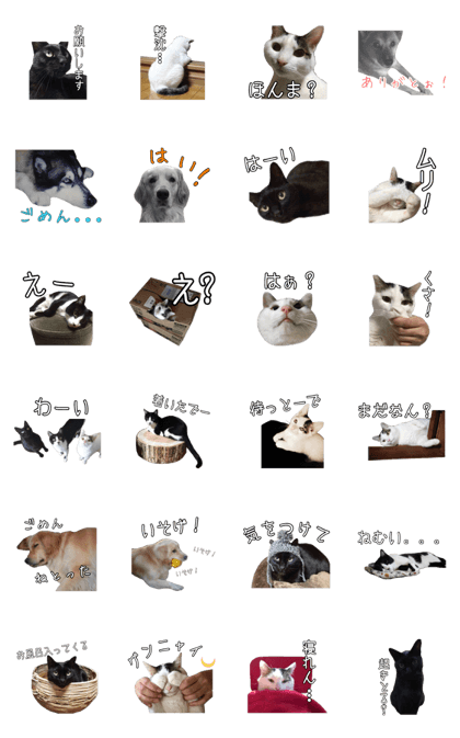 3cat and 3dog
