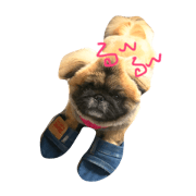 Pekingese Apo's cozy life