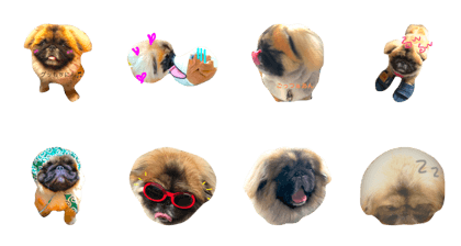 Pekingese Apo's cozy life