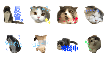 harunatsucollection