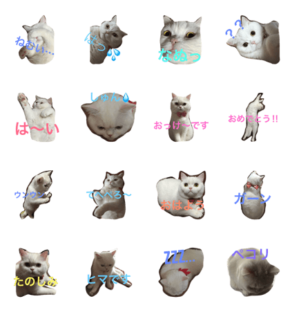Every day white cat 3