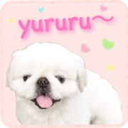 Cute Pekingese dog "Ten"