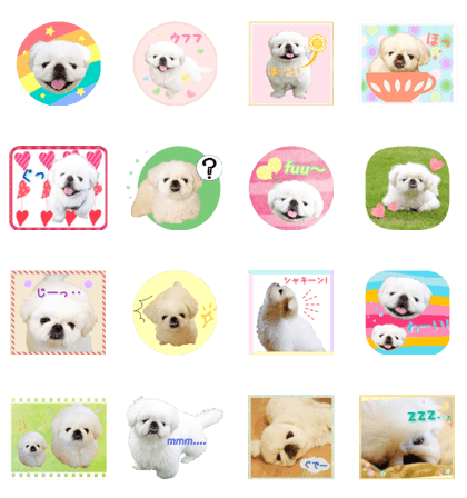 Cute Pekingese dog "Ten"