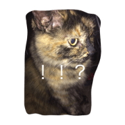 nobo cat