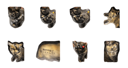 nobo cat