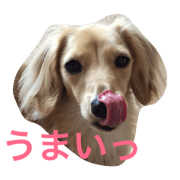 Koma of dachshund