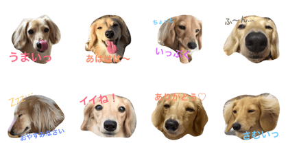 Koma of dachshund