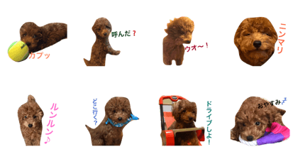 Dog's Tweets