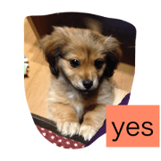 cute dog Rin