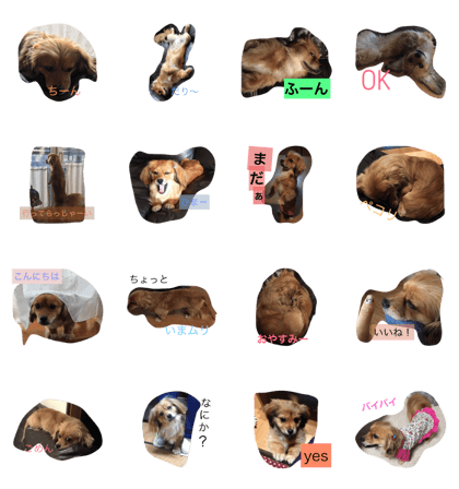 cute dog Rin