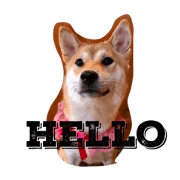 Shiba Inu Goma