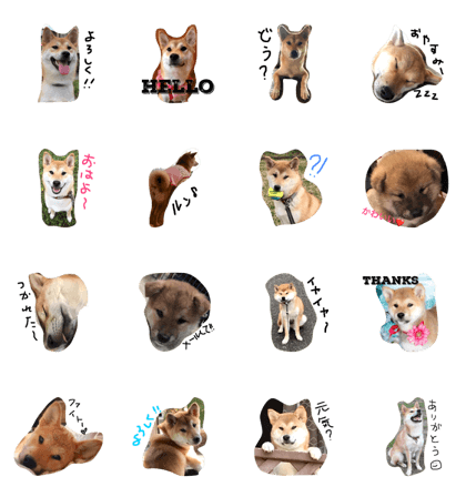 Shiba Inu Goma
