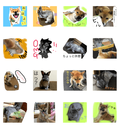 UTAN&KOROMARU1 UTAN&KOROMARU1