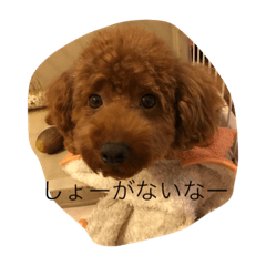 pretty        Dog