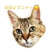 my feelings and my cats