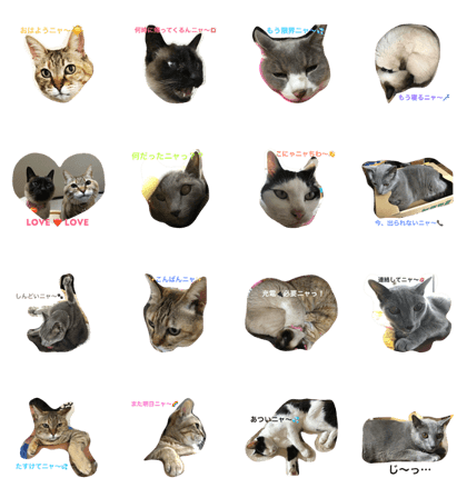 my feelings and my cats