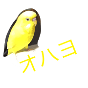 fanny cute parakeets fanny cute parakeets