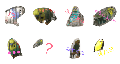 fanny cute parakeets fanny cute parakeets