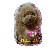 l love poodle ramu