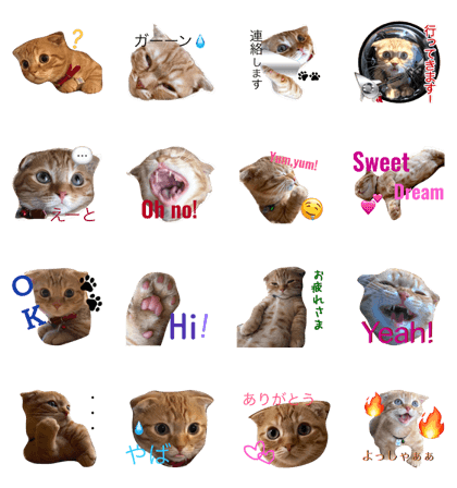 Kouglof the cat Kouglof the cat