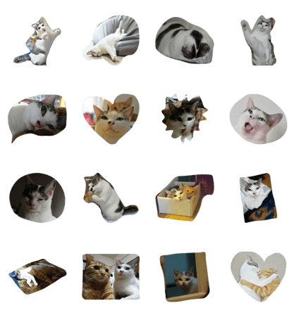 Cat Hikiji Cat Hikiji