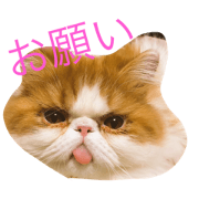 Busakawanahibi Busakawanahibi