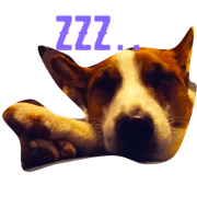 itasare dog itasare dog