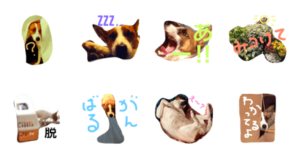 itasare dog itasare dog