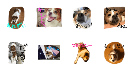 Panna is dog. Panna is dog.