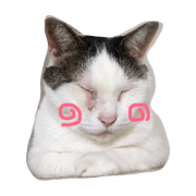 -8cats-