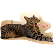 good morning cat good morning cat