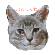 WAGAYA NO NEKO WAGAYA NO NEKO