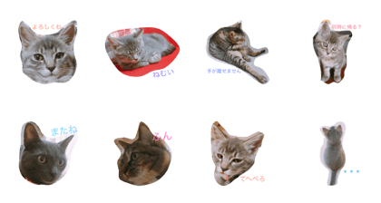 WAGAYA NO NEKO WAGAYA NO NEKO