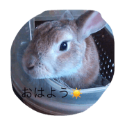 My rabbit nono My rabbit nono