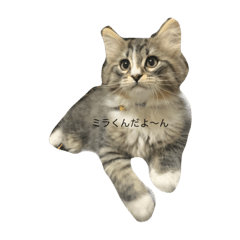 koko_20210525184053
