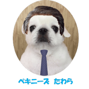 Pekingese dog TAWARA Pekingese dog TAWARA