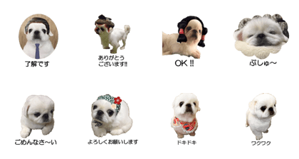 Pekingese dog TAWARA Pekingese dog TAWARA